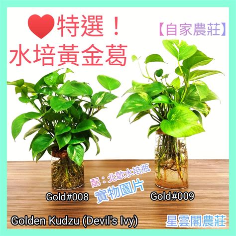 水種植物招財|招財室內植物指南：輕鬆種植，旺家旺財的8種好運植物